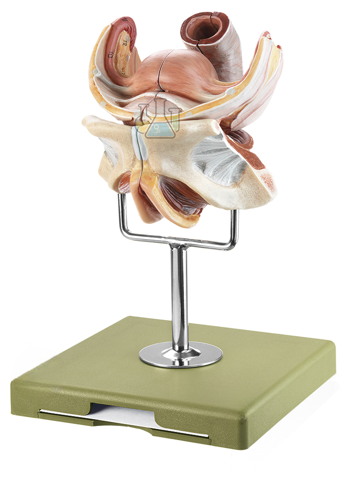 Female Reproductive Organs Model